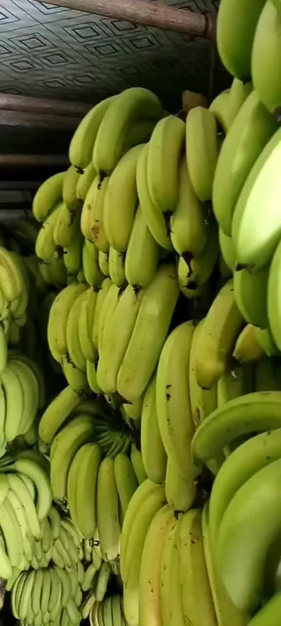 云南香蕉最新價格走勢深度論述，市場趨勢與影響因素分析