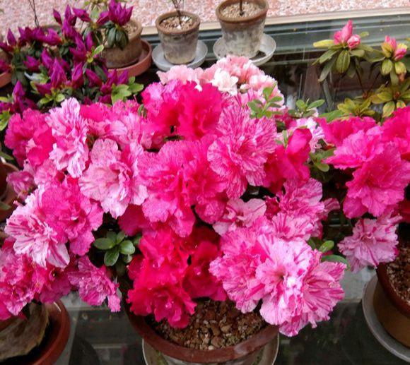 施落最新,施落最新,如何完成一項任務或學習一種技能的詳細步驟指南