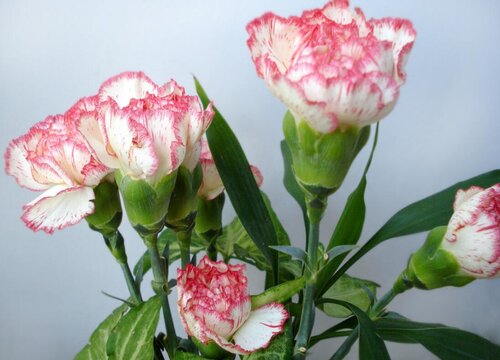 康乃馨價格走勢揭秘,市場趨勢、影響因素與選購指南