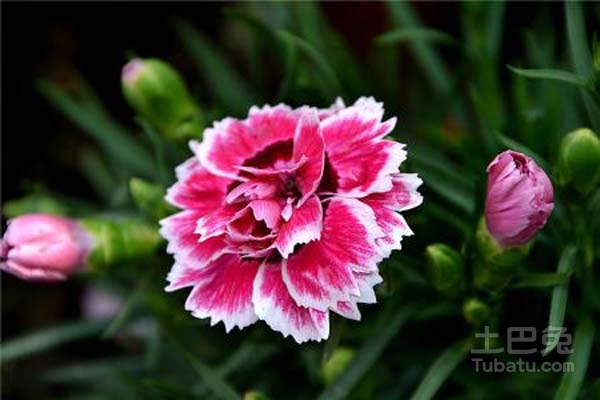 康乃馨價格走勢揭秘,市場趨勢、影響因素與選購指南