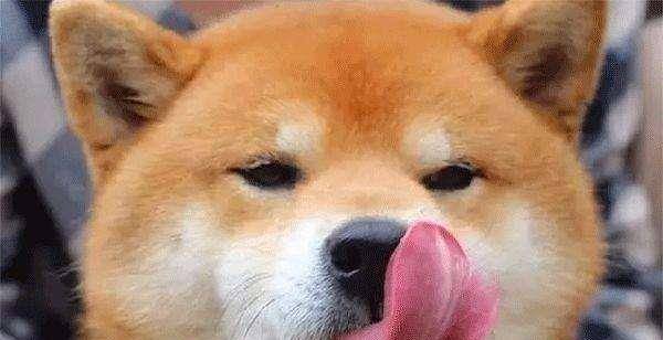 女人愛狗狗舔私處背后的情感之旅,一場尋找內心平靜的探險之旅