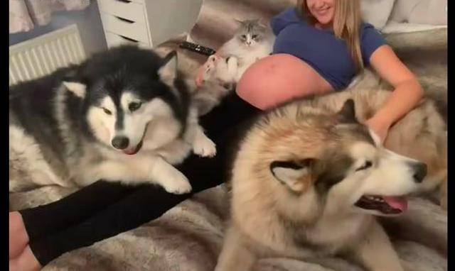 女人愛狗狗舔私處背后的情感之旅,一場尋找內(nèi)心平靜的探險(xiǎn)之旅