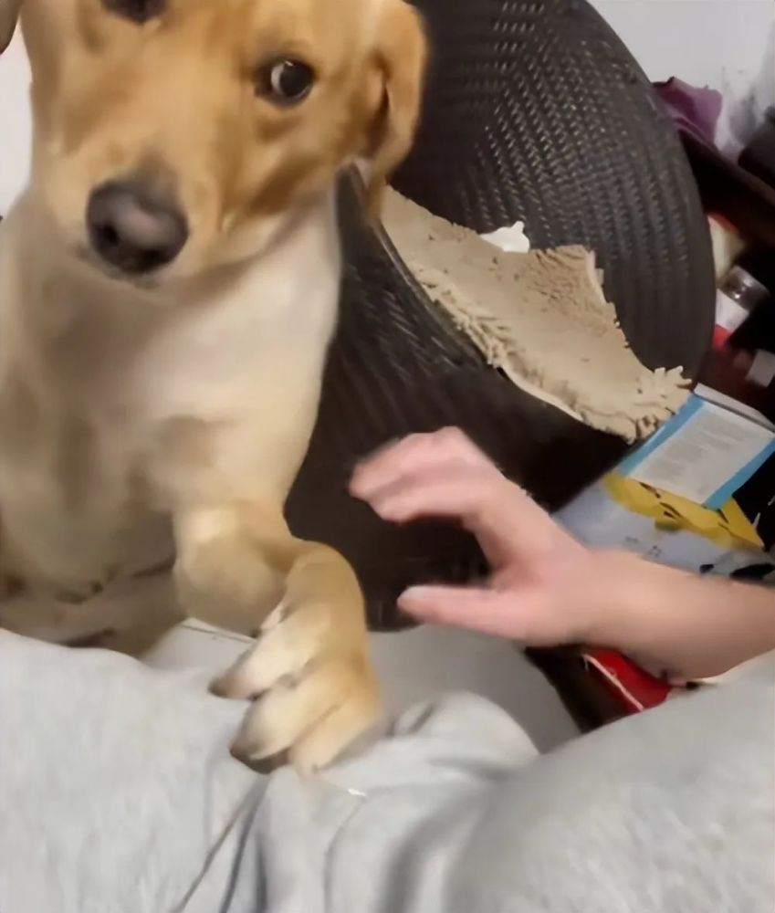 女人愛狗狗舔私處背后的情感之旅,一場尋找內(nèi)心平靜的探險(xiǎn)之旅